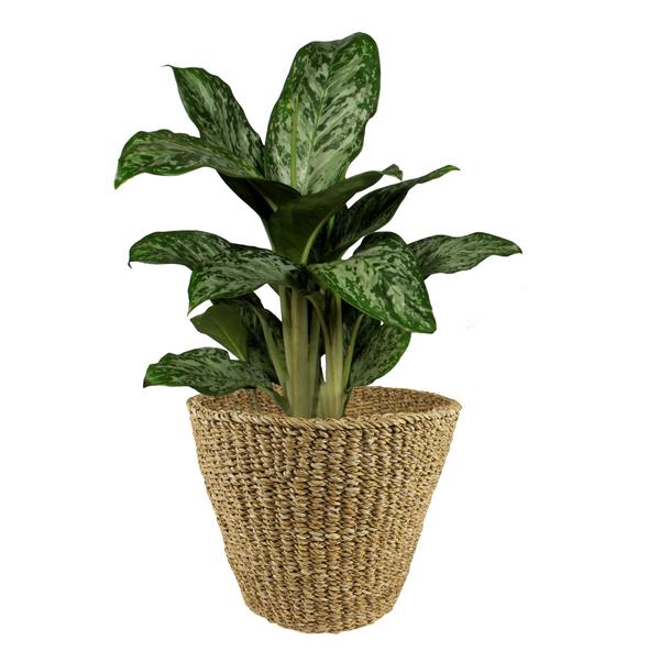 Basket - Light brown - Jip natural - XL - H31 W37