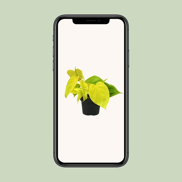 Philodendron-Limette - Ø12cm - ↕20cm