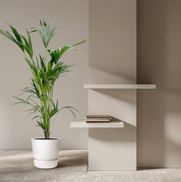 Kentia-Palme – 160 cm – Ø24