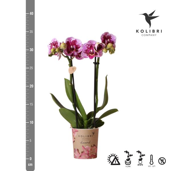 Kolibri-Orchideen | Rosa-lila Phalaenopsis-Orchidee - El Salvador - Topfgröße Ø9cm | blühende Zimmerpflanze – frisch vom Züchter