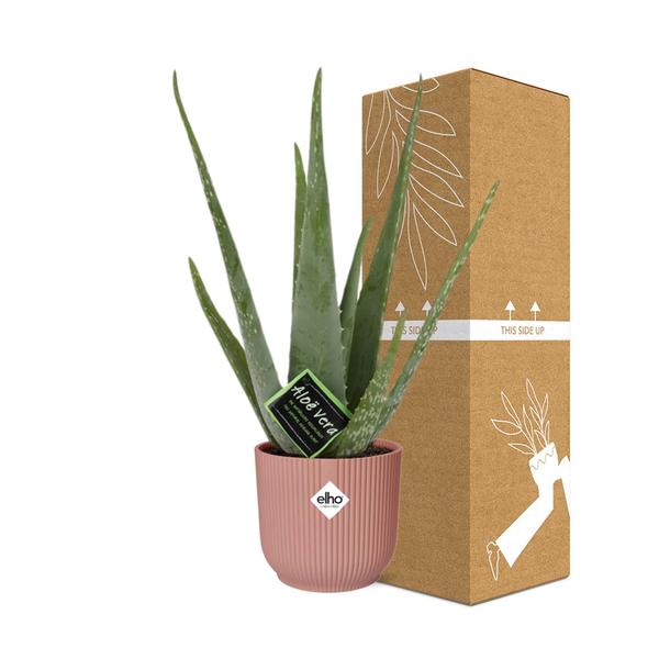 Aloe Vera 12 cm in ELHO Vibes Fold 14 cm rosa