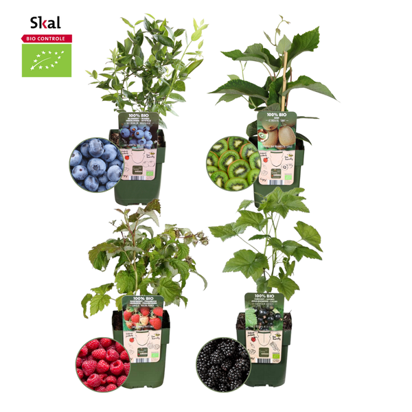„Sommerfrüchte“ BIO Obstpflanzen-Mix-Set aus 4 verschiedenen Sorten