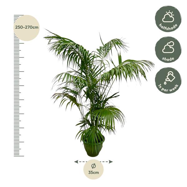 Kentiapalme XXL - 260cm - ø35