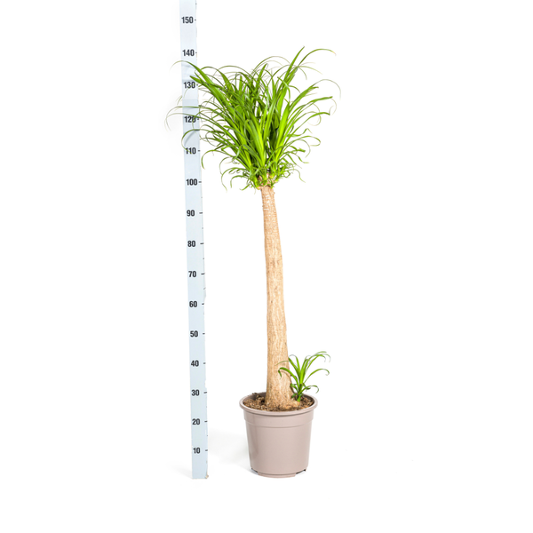 Beaucarnea Recurvata Stamm Ø27cm - ↕120cm