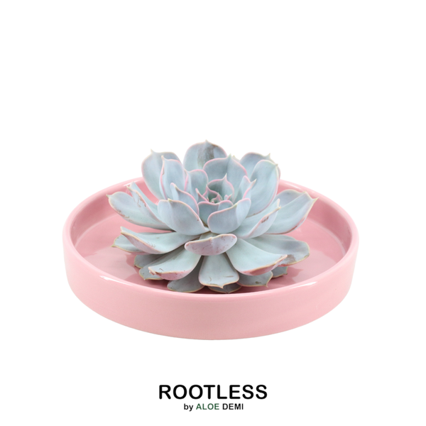 ROOTLESS Succulent Echeveria Lilacina in bowl 'Pink' Ø20 cm - ↕5 cm