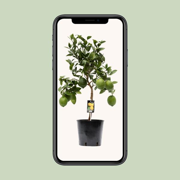 Zitruszitrone – Ø22cm – ↕80cm