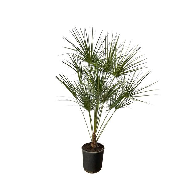 Chamaerops Humilis am Stiel – 160 cm – Ø28 cm