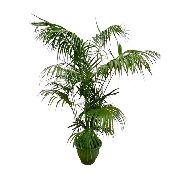 Kentiapalme XXL - 260cm - ø35