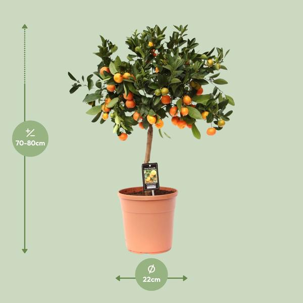 Zitrus-Calamondin – Ø22 cm – ↕80 cm