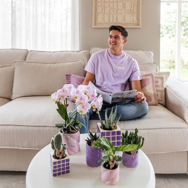 Kolibri-Orchideen | Lila Phalaenopsis-Orchidee El Salvador + Mosa Dekotopf Flieder - Topfgröße Ø9cm | blühende Zimmerpflanze – frisch vom Züchter