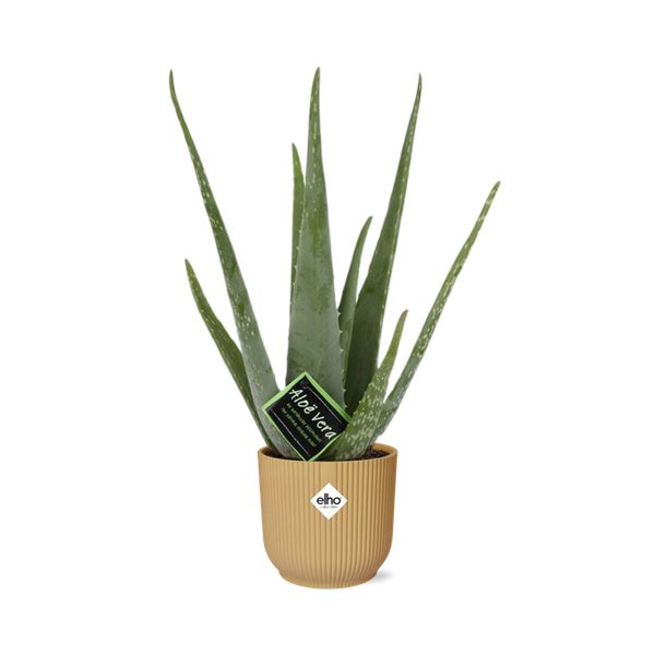 Aloe Vera 12 cm in ELHO Vibes Fold 14 cm gelb