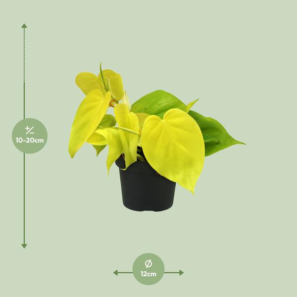 Philodendron-Limette - Ø12cm - ↕20cm