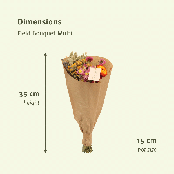 Trockenblumen-Feldstrauß Multi - Ø25cm - ↕60cm - Ø15 - ↨35cm