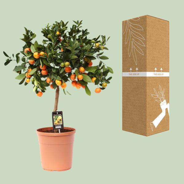 Zitrus-Calamondin – Ø22 cm – ↕80 cm