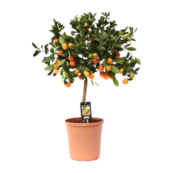 Zitrus-Calamondin – Ø22 cm – ↕80 cm