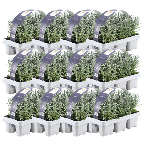 12 x 6er Set Lavendel angustifolia - 72 x Ø7 cm - ↕15 cm