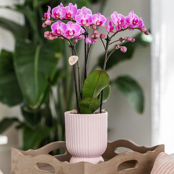 Kolibri-Startseite | Diabolo-Topf rosa - Ø12cm