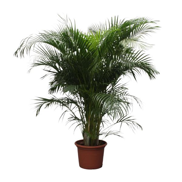 Dypsis Lutescens (Areca-Palme) – 230 cm – ø40
