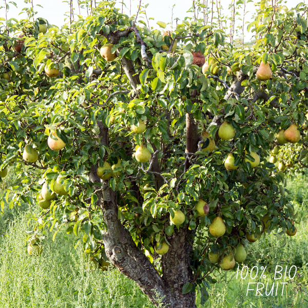 Bio-Birnbaum Pyrus - 1 x Ø 20 cm - ↨ 60 cm