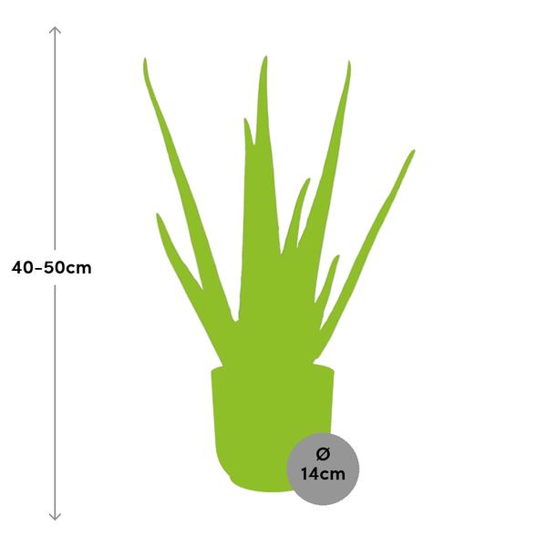 Aloe Vera 12 cm in ELHO Vibes Fold 14 cm rosa