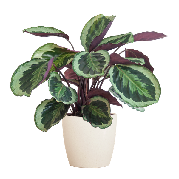 Calathea-Medaillon mit Viber weiß – 65 cm – Ø21