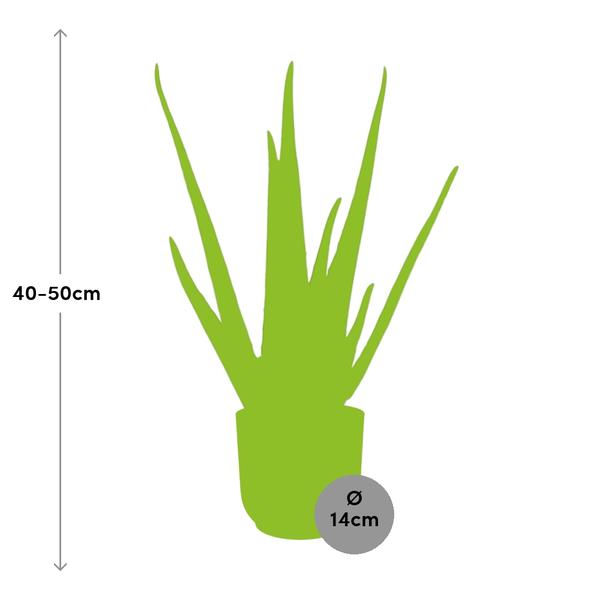 Aloe Vera 12 cm in ELHO Vibes Fold 14 cm gelb