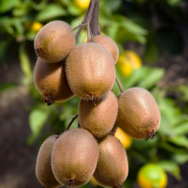 „Süßes Erntetrio“ BIO Obstpflanzen-Mix-Set aus 3 verschiedenen Sorten