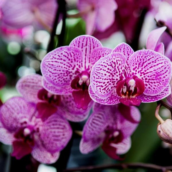 Culvita - Orchideenerde 5 Liter - Blumenerde geeignet für Orchideen