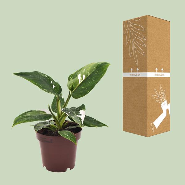Philodendron Weiße Prinzessin - Ø12cm - ↕25cm