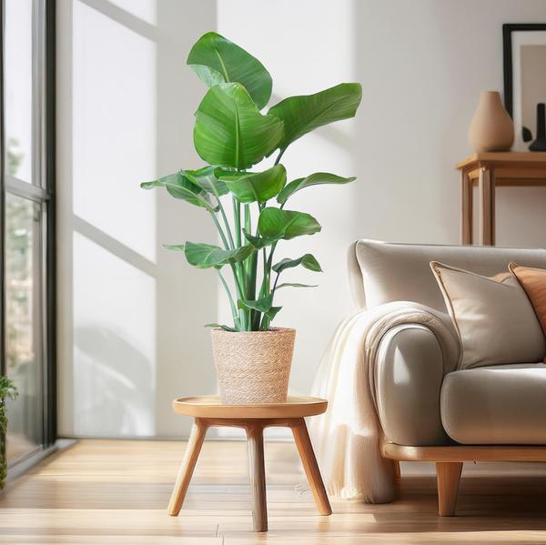 Strelitzia Nicolai mit Sofia-Korb natur - 80cm - Ø21