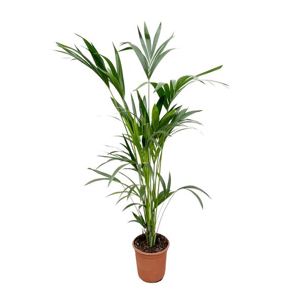 Kentia-Palme – 160 cm – Ø24