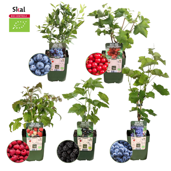 „Obst-Oase“ BIO Obstpflanzen-Mix-Set aus 5 verschiedenen Sorten