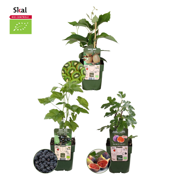 „Süßes Erntetrio“ BIO Obstpflanzen-Mix-Set aus 3 verschiedenen Sorten