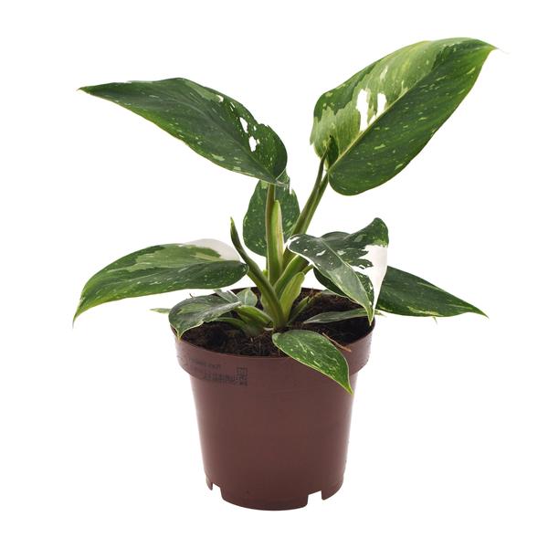 Philodendron Weiße Prinzessin - Ø12cm - ↕25cm