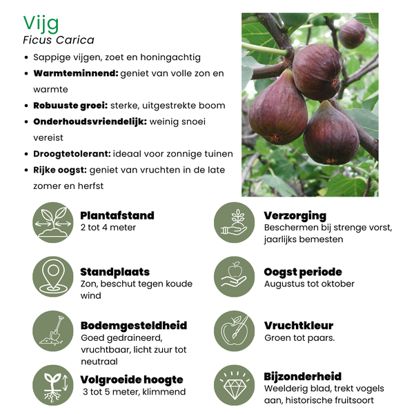 „Süßes Erntetrio“ BIO Obstpflanzen-Mix-Set aus 3 verschiedenen Sorten