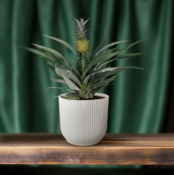Bromelien-Ananas - Ø12cm - ↕30cm