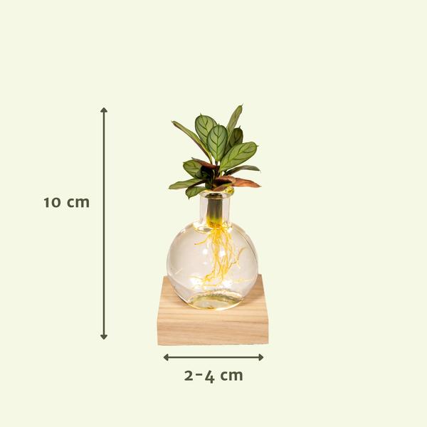 Calathea aus Samoa-Glas mit LED-Beleuchtung – Ø12 cm – ↕10 cm