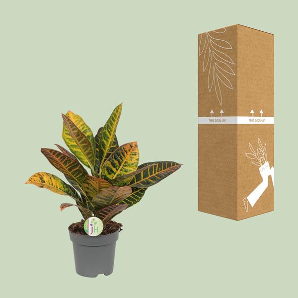 Codiaeum Petra - Kroton - Ø17cm - ↕45cm