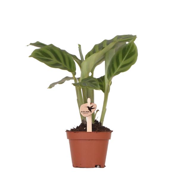 Kolibri-Grüns | Grünpflanze - Calathea - grüne Zimmerpflanze - frisch vom Züchter - Ø6cm