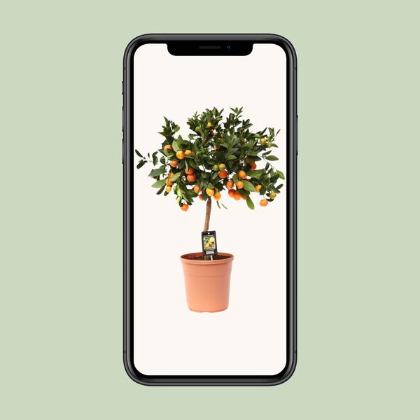 Zitrus-Calamondin – Ø22 cm – ↕80 cm