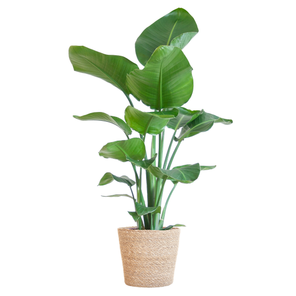 Strelitzia Nicolai mit Sofia-Korb natur - 80cm - Ø21