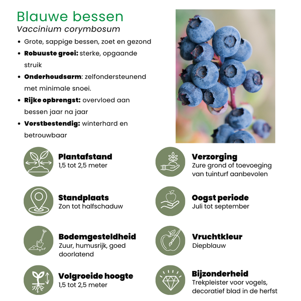 „Sommerfrüchte“ BIO Obstpflanzen-Mix-Set aus 4 verschiedenen Sorten