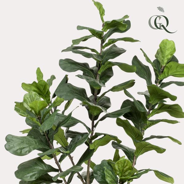 Kunstpflanze - Ficus Lyrara - Tabakpflanze - 210cm