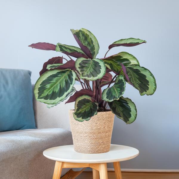 Calathea-Medaillon mit Sofia-Korb natur – 65 cm – Ø21