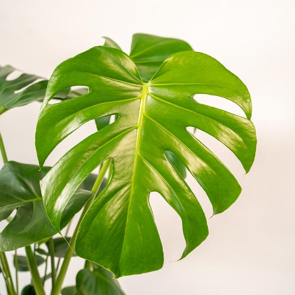 Monstera Deliciosa - ↨80cm - Ø21cm + Topf Mayk Lead