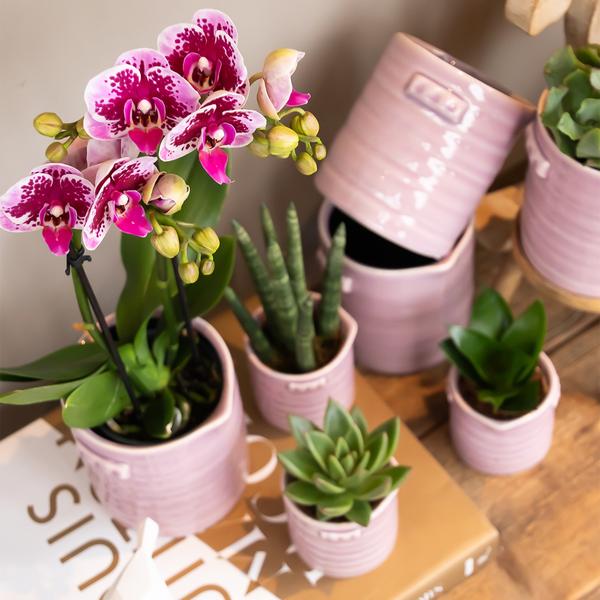 Kolibri-Orchideen | Rosa-lila Phalaenopsis-Orchidee - El Salvador - Topfgröße Ø9cm | blühende Zimmerpflanze – frisch vom Züchter