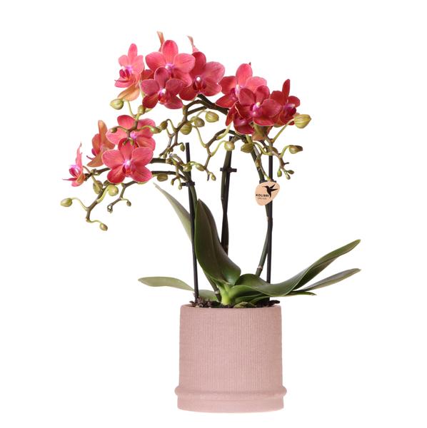 Kolibri-Orchideen | Rote Orchidee Kongo + Bali Dekotopf Sand - Topfgröße Ø9cm | blühende Zimmerpflanze – frisch vom Züchter