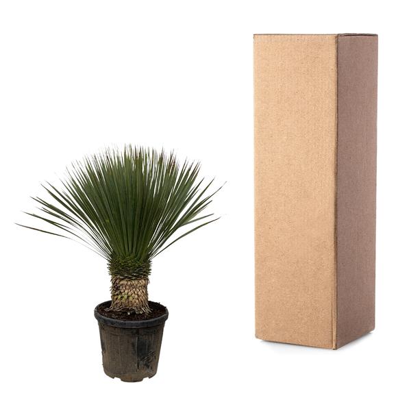 Yucca Rostrata – 110 cm – Ø35