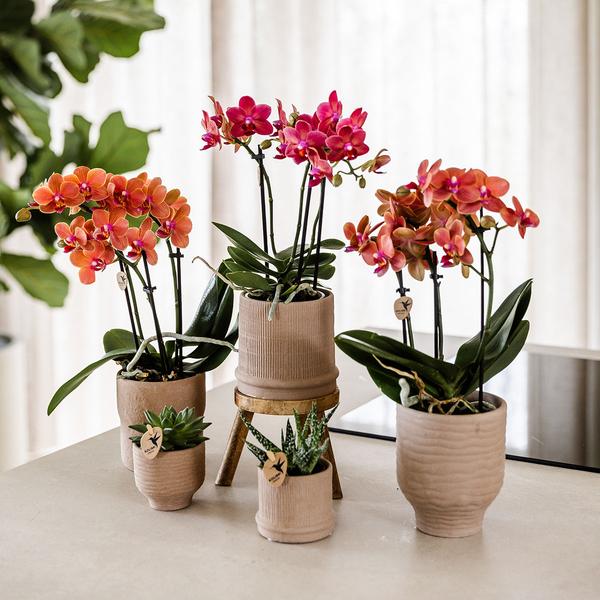 Kolibri-Orchideen | Rote Orchidee Kongo + Bali Dekotopf Sand - Topfgröße Ø9cm | blühende Zimmerpflanze – frisch vom Züchter