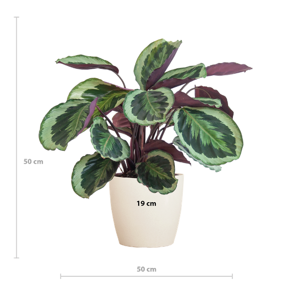 Calathea-Medaillon mit Viber weiß – 65 cm – Ø21